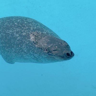 ななほしさんのプロフィール画像