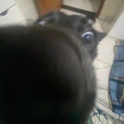 diassmdc's profile picture. farmácia usp rp