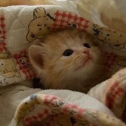 A Cat media and memes bot with additional content occasionally. Filling your TL with Cuteness 😺