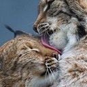 Denis Tkachenko - @kallian_tribe - Twitter