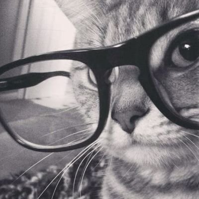 chachizev's profile picture. @/zlckyz is suspended :(