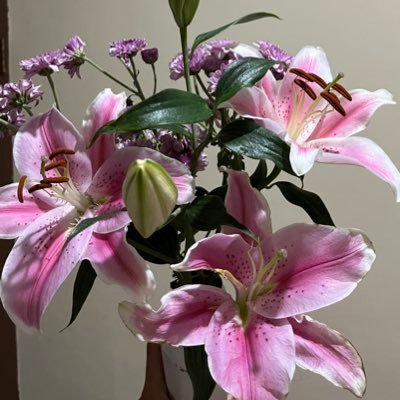 pinkiesbow's profile picture. drawn to books, good food, and slow days 📚🍣🌅