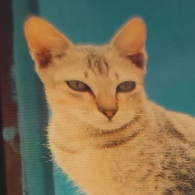 ElysioAstatine's profile picture. https://t.co/jfmYNGNnCb