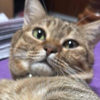 เบ๋ววว (@athenabaj) 's Twitter Profile