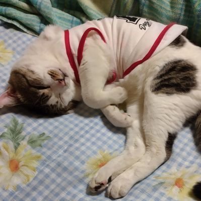 Momo_KoharuL's profile picture. My heart is filled with the warmth of cats and the scent of flowers 💛