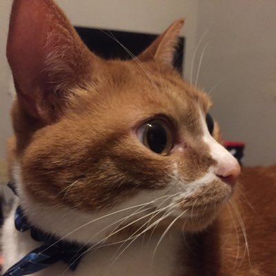 Momo_Koharu0's profile picture. Spending time with cats is what makes life the most fulfilling🐱🌸