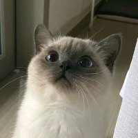 āšĖ į«į„±į„£ā“Ņ»Ńį„ᄱᄱ || šš¾źššĪ±Ļ²ⵠ(@loverswitfs) 's Twitter Profile