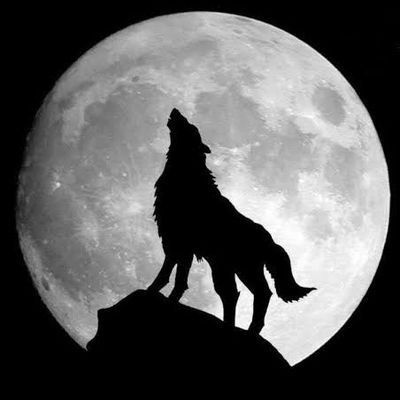 yair48281837142's profile picture. 