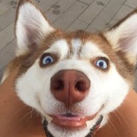 Astro Husky (Future VT) (@astro_huskyvt) 's Twitter Profile