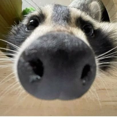 BruceDaRaccon's profile picture. Im like Black Ops 7 Guy 

I like a Lotta random stuff sorry if I'm weird

20