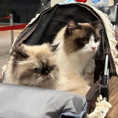 NaNa12060619's profile picture. 参政党を支持しています🧡 まだ支持者になって日が浅いですがよろしくお願いします🙇‍♀️ 2025年10月11日、参政党一般党員になりました✨勉強不足で至らない点が多々ありますが、猛勉強していきたいと思います💦  無言フォローお許しください🙏 参政党応援しまくるぞーっ‼️🍊