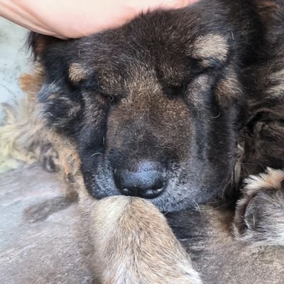 zheng_yang49513's profile picture. 