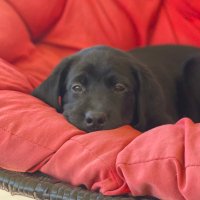 Henry Stien (@moldyrick) 's Twitter Profile