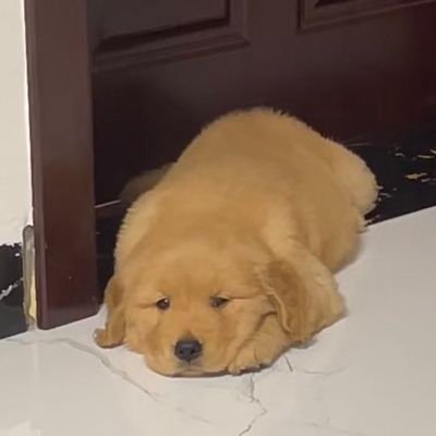 kittykatfs's profile picture. Do anything what ever you want #katkittys