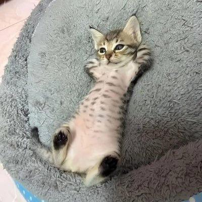 strangy_sol's profile picture. CM | Mod. | Frontend Dev. | JPEG collector | Degen gambler #SOL