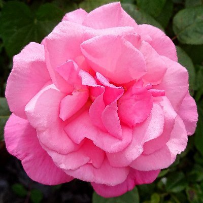 VariousInterests/flowers/plants/scenery. SmallPublicSectorLargePrivateSector.
Trump💪.The Eu is the UNs/Wefs/naziNWO project & Hit1er would've loved it.
NoDMs.