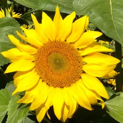 HpeHpelh's profile picture. わんわんテンションで毎日楽しく！🐶💨