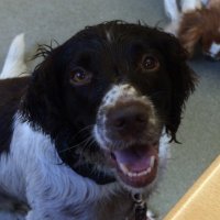 :): Ramblings of me, myself and mind (@amyspaniel13) 's Twitter Profile Photo