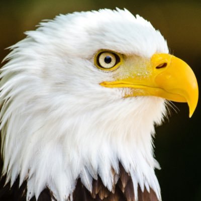 True president is Trump. 🇺🇸 He is a man of his word. And I'm here for God and Trump and Maga people🇺🇲 p.s I'm a girl. Trump 2024🇺🇲 🙋♀️NO DM NO DM NO DM