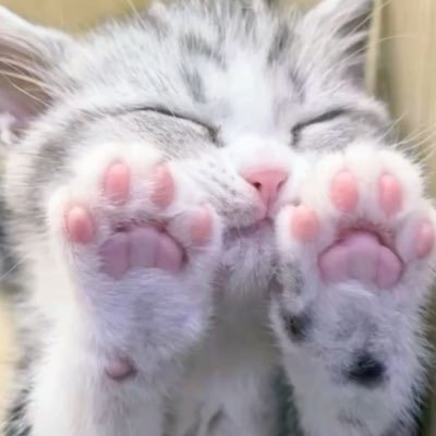 Zwjz3xFmhQ22151's profile picture. やっぱりまた 好きに戻るんだ
