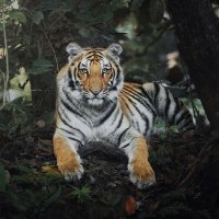 devthakurvikram (@ivikram7714) 's Twitter Profile