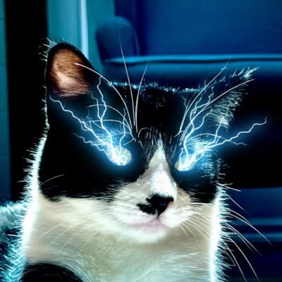 _CATDOGE_'s profile picture. Cats that code