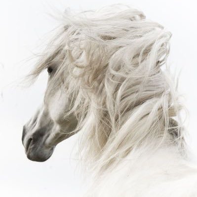 sfkkpln's profile picture. Hançer gibi keskin ve çiçekler gibi ince...