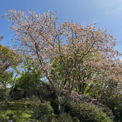futuka_men's profile picture. 清湯系の界隈でウロウロしています。
コッテリ系は苦手🦆
2日に1食ラーメン生活を始めました。🥰