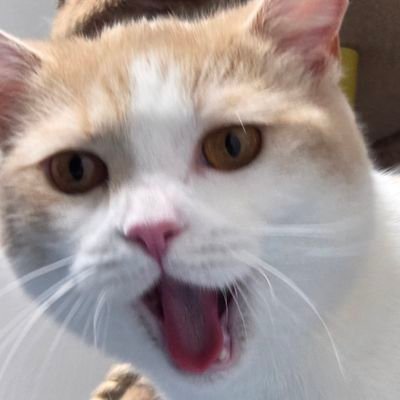 Lala_raphy's profile picture. ヒカセンか騎空士かやきう見てるララフェル