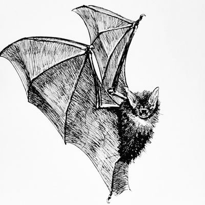 Panthera130's profile picture. 