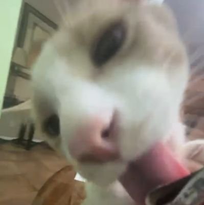 yaparexic's profile picture. • autistic • 15 / 2010😨😲 (dni under 13) #lobtwt #miwoke™ ENFJ 😓 I LOVE MY HUSBAND !! HB TO UNFOLLOW