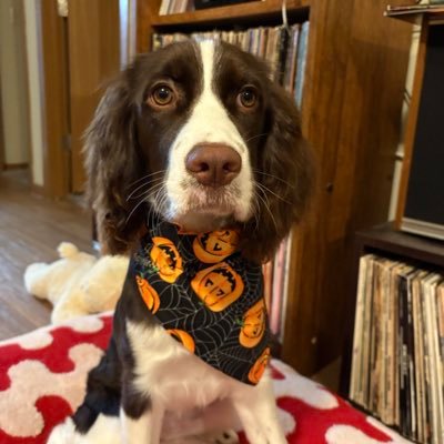 poserpay's profile picture. i like dogs and i sometimes play games