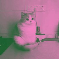 kyla 🐱 (@suhpecialist) 's Twitter Profile
