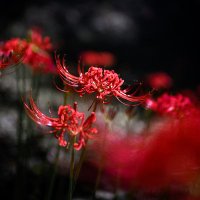 엔비 (@envy_kazu) 's Twitter Profile Photo