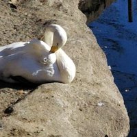 happy mother💖RICE (@syh3856) 's Twitter Profile