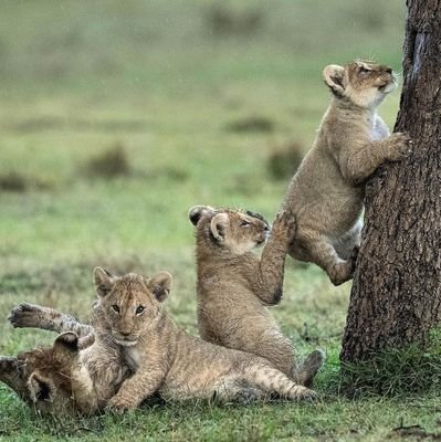 Joegify1's profile picture. Digital creation & Business|Lover of nature|Life is a series of revolutions| Arsenal DNA.I'm entitled to my opinions as you're entitled to your understanding.