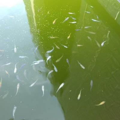 medaka13ktms's profile picture. メダカ飼っています、13匹から今は130匹になりました、夫は野菜育て私花育てています、家の周りの写真投稿。月1回短歌の会に行ってます、信教の自由勝ち取ろう！