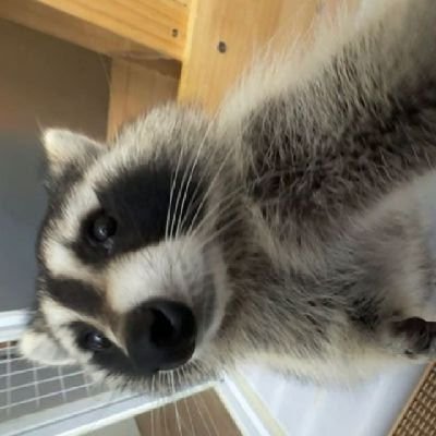 地上の世界では、ただ私だけが神聖です♐ 👣💙🦝🦇🏆
シスコン / セミ・インテリ / バックアップアカウント @Na_Nanatsu7 をフォローしてね 🦝 / シェイプシフター / ちょっと妄想気味. T