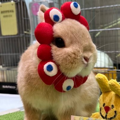 genkaisuzuki's profile picture. FromSoftware game streamer 限界配信者Apexカスタム主催※サブ垢です