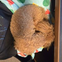 ひまふく (@h_i___f_u) 's Twitter Profile