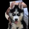 PlayWithPets's profile picture. Myself : Sharkie (Siberian Husky)
My brother : Itchy (Golden Retriever)

Reposts are not endorsements
