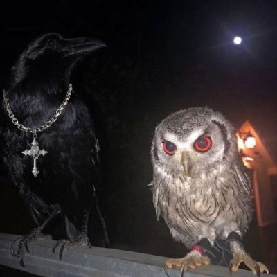 Nakkajakka's profile picture. Christ is king.