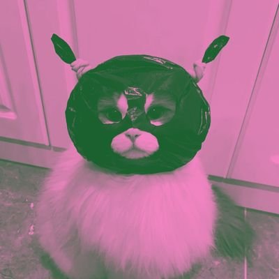 ISTP • stay 'till the last step out・221112 221113 241221• 🌈🐶 160524• 🐱🐱🐱 •