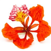 VSpanics (@vspanics) 's Twitter Profile Photo