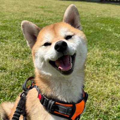Good_Boi_Prime's profile picture. Just a regular ol good boi