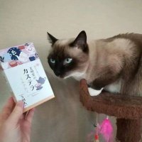 Kenji Yoon (@kenjiyoon171349) 's Twitter Profile