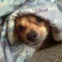 Steve Queen - @bigpappieoyster - Twitter