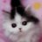 WillardViolet's profile image