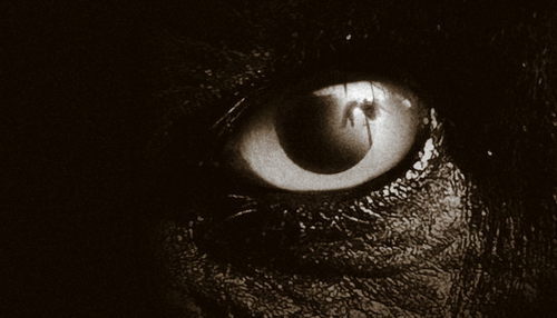 LostCoastTapes's profile picture. In 2011 a documentary crew traveled to Northern California to verify the discovery of a dead Sasquatch. This footage is all that remains. #lostcoasttapes