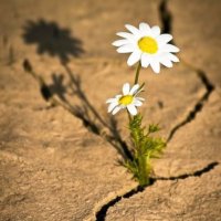 Papatya 🌼 (@papatya1965172) Twitter profile photo